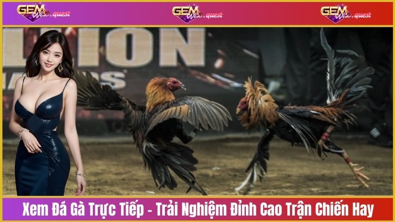 Xem đá gà trực tiếp