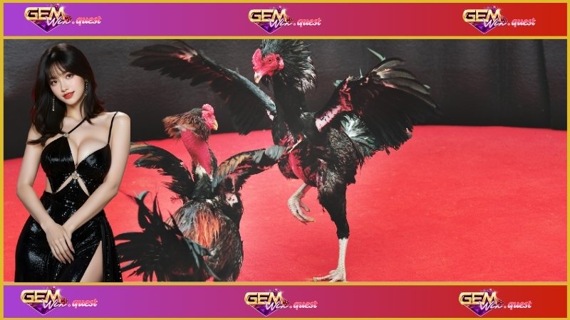 Bí kíp chơi đá gà cựa tròn trực tiếp luôn thắng lớn tại Gemwin