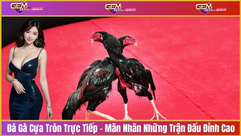 đá gà cựa tròn trực tiếp