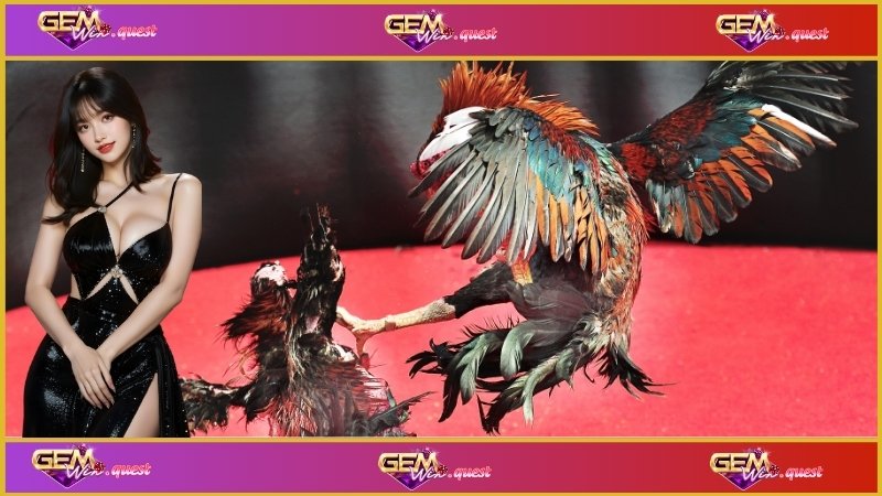 Khái niệm đá gà