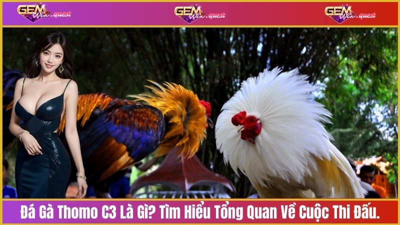 Đá gà thomo C3