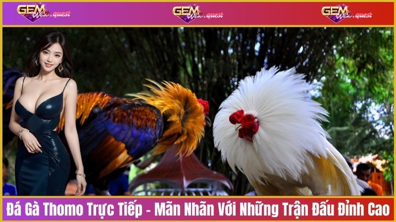 Đá gà thomo trực tiếp