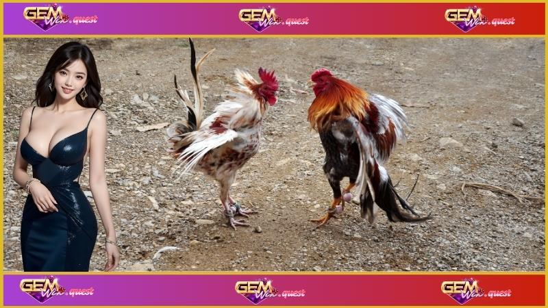 Thủ thuật được các lão làng áp dụng trong đá gà