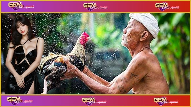 Đá gà C2 có đa dạng hình thức