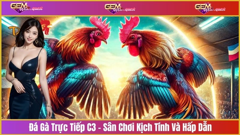 Đá gà trực tiếp C3