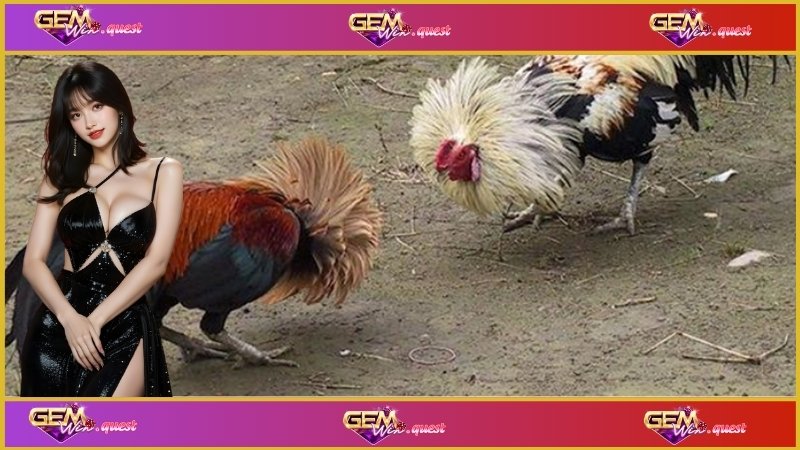 Hình ảnh một trận đá gà C3