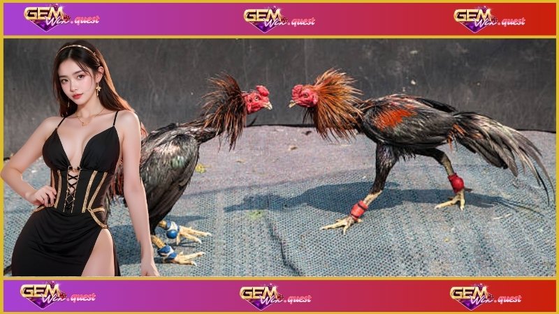 Một trận đấu đá gà thường có nhiều quy định rõ ràng