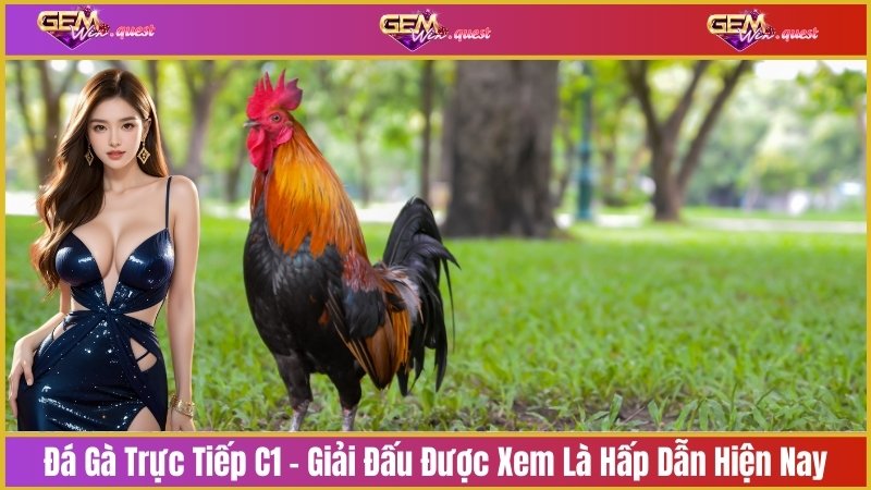 Đá gà trực tiếp C1