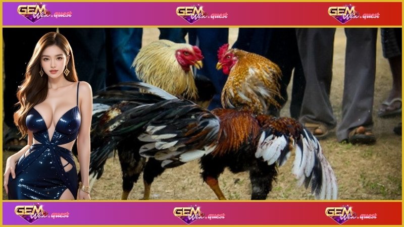 Hướng Dẫn Đá Gà Trực Tiếp Campuchia: Chơi Là Thắng Lớn 3 Kinh nghiệm chơi đá gà trực tuyến Campuchia cho những Newbie