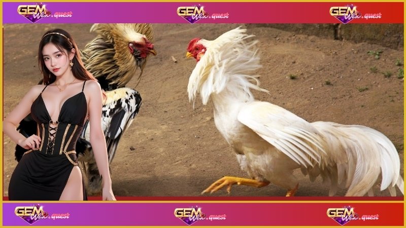 Quy định về đá gà Thomo C3 cho những ai chưa biết