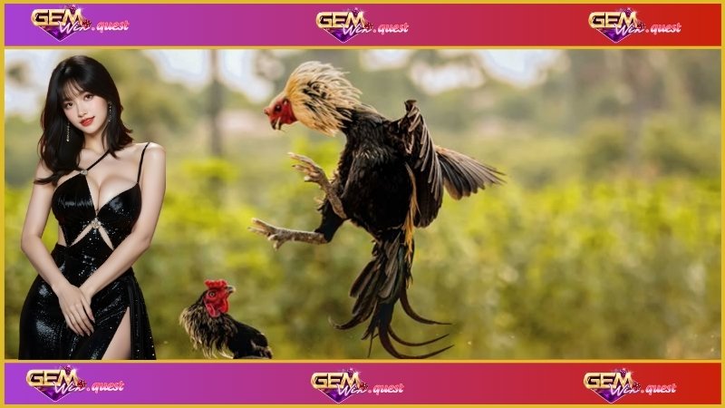 Mẹo thắng lớn thi tham gia đá gà C3 tại trường đấu Thomo