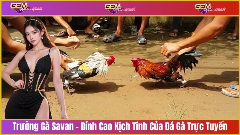Trường gà savan